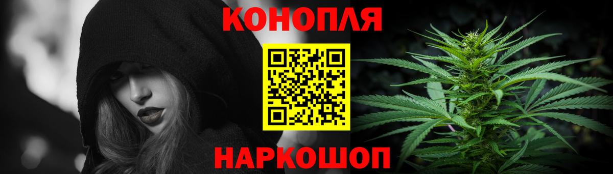 Каннабис планчик Гай
